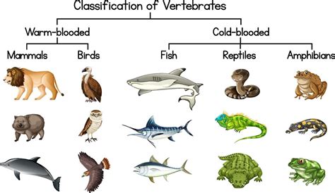 Diagram showing Classification of Vertebrates 2046667 Vector Art at Vecteezy