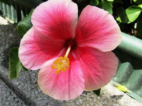 Hibiscus: The story of Malaysia’s national flower - ExpatGo