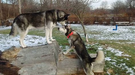 11 Husky Training Tips You Should Know - Your Dog Advisor