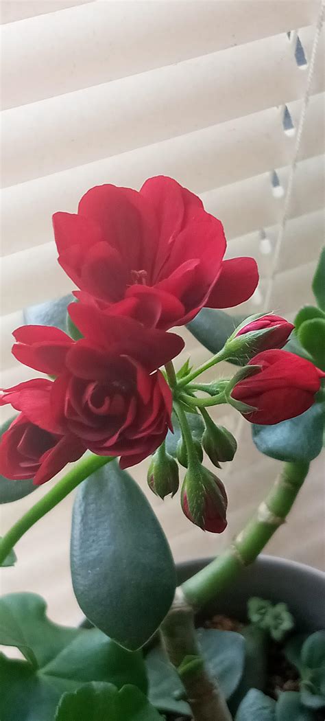 Red Geranium : r/flowers