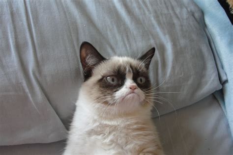 "grumpy cat" Meme Templates - Imgflip