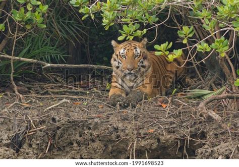 419 Sundarban Tiger Reserve Images, Stock Photos & Vectors | Shutterstock