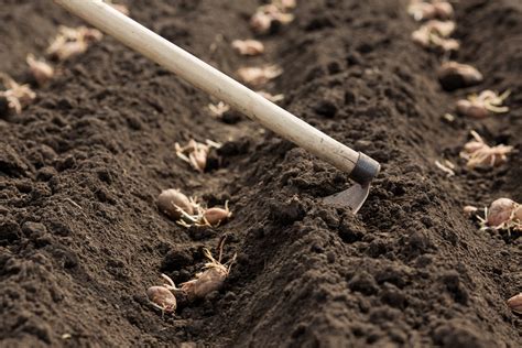 How to Plant Seed Potatoes » Top Tips for Success