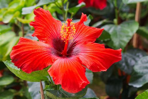 Hibiscus: 11 Facts About Malaysia's National Flower