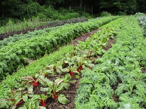 Preparing Land for No-Till Farming | EcoFarming Daily