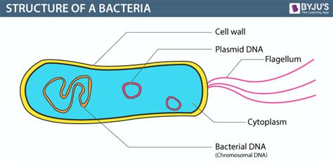 bacteria structure with labels