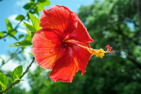 Hibiscus: 11 Facts About Malaysia's National Flower