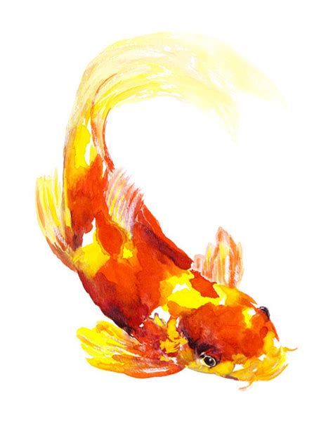 Orange & Yellow Koi Fish Watercolor Print Signed by Artist Stephanie Kriza - Etsy