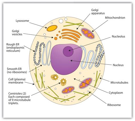 Animal Cell Drawing At Getdrawings Free Download