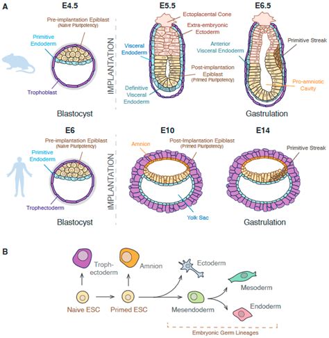 Human Gastrulation Diagram