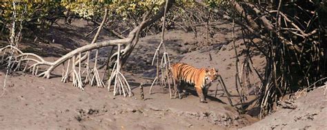 Exploring the Enchanting Sunderbans: A Safari Booking Guides