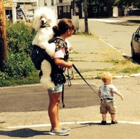 10+ Dog Walking Fails Ever