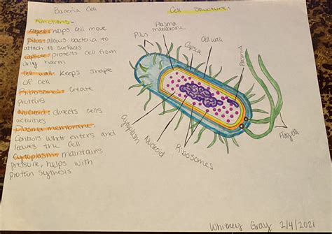 Bacteria Cell Structure