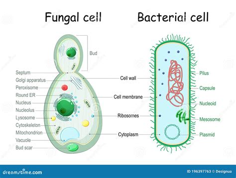 Bacteria Cell Structure