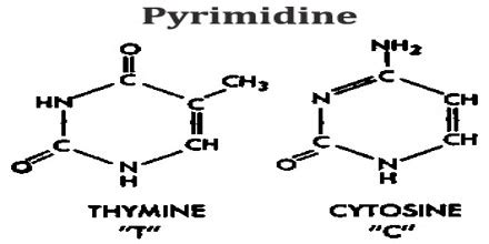 Pyrimidine - Assignment Point