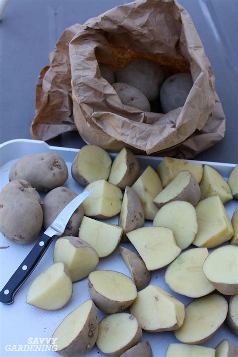 How to Plant Seed Potatoes in the Ground, in Pots, & in Straw