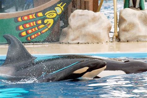 SeaWorld is ending its orca breeding programme immediately | WIRED UK