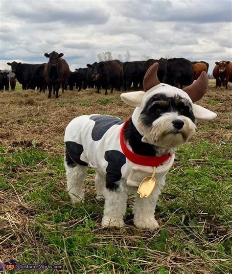 Cow Dog Costume | Cute dog halloween costumes, Cute dog costumes, Pet halloween costumes