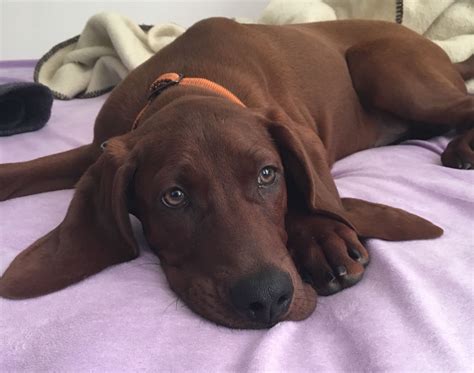 Redbone Coonhound Puppies - Everything about your Redbone Coonhound - LUV My dogs - Our redbone ...