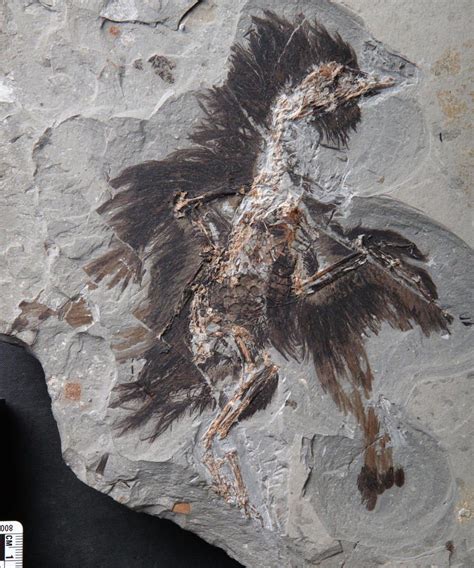 130-Million-Year Old Proteins Still Present in Dinosaur-Age Fossil | Live Science