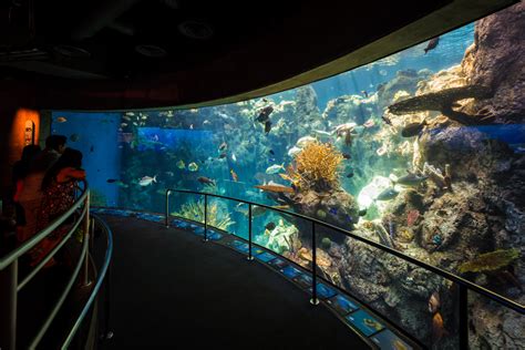 What To Do At Aquarium Of The Pacific - Aquarium Views