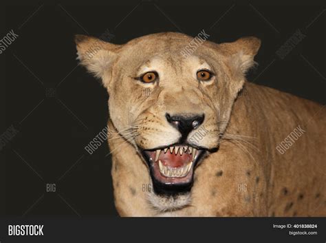 Scimitar Cat, Image & Photo (Free Trial) | Bigstock