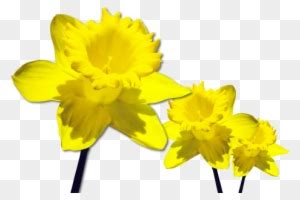 March Flowers Clip Art, Transparent PNG Clipart Images Free Download - ClipartMax