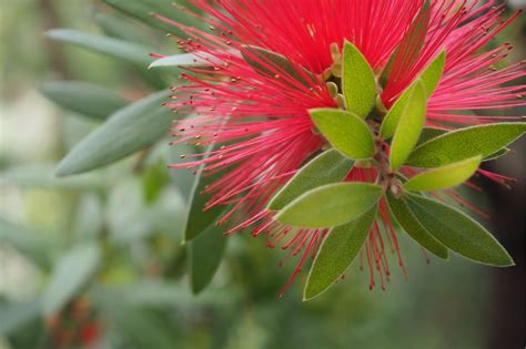 10 Australian Native Plants - Harrisons Landscape