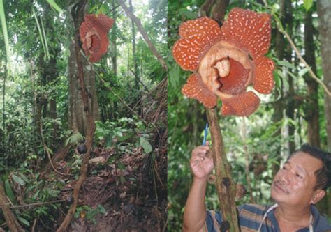 Malaysia National Flower Rafflesia | Best Flower Site