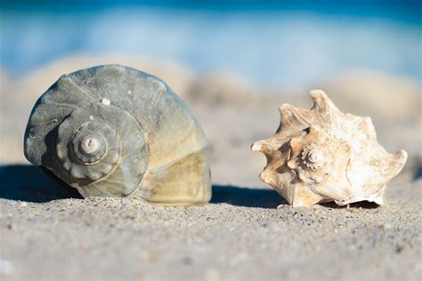 Knobbed Whelks: More than Just the State Shell of New Jersey — Save Coastal Wildlife