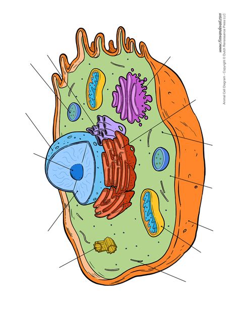 Blank Animal Cell Diagram Tims Printables