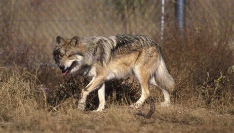 Fun Mexican Wolf Facts For Kids | Kidadl