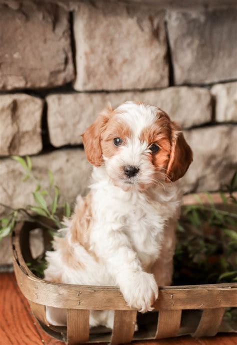 Cavapoo Puppies for Sale | Buckeye Puppies