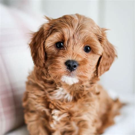 Cavapoo Puppies For Adoption Near Me - adopt a turtle