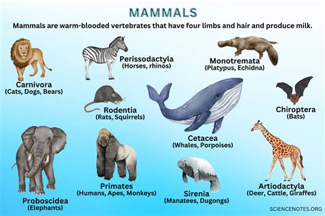 Mammals - Definition, Examples, Characteristics