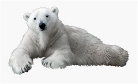 Polar Bear Png Clip Art - Polar Bear No Background , Free Transparent Clipart - ClipartKey