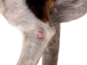 Where Are Mast Cell Tumors Found On Dogs