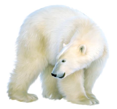 Polar Bear Png Clipart Clip Art Library Images And Photos Finder | The Best Porn Website