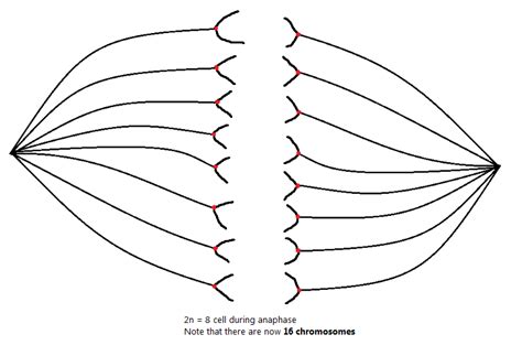 Chromosome and Chromatid Numbers during Mitosis and Meiosis | DAT Bootcamp