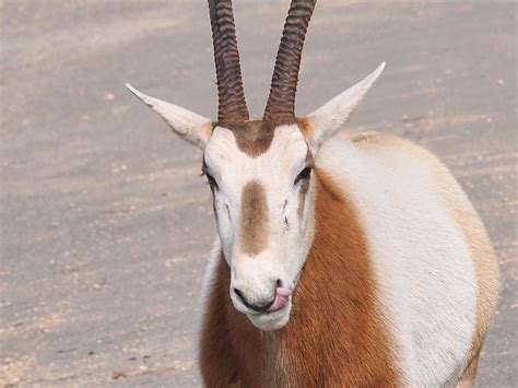 The Online Zoo - Scimitar-horned Oryx