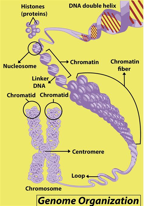 What Is Chromatid Class 11 Biology Cbse - Bank2home.com