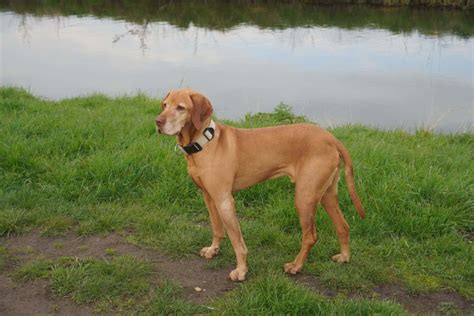 5 Best Redbone Coonhound Breeders In The US