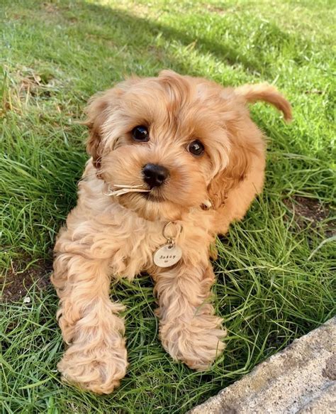 Cavapoo Puppies For Sale | Louisiana, MO #336248 | Petzlover