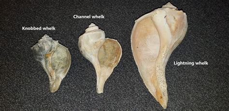 Knobbed Whelks: More than Just the State Shell of New Jersey — Save Coastal Wildlife