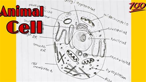 How To Draw Animal Cell Labelled Diagram Animal Cell Diagram For