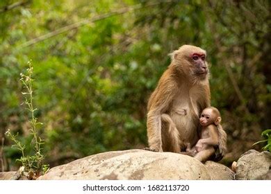 484 Assam macaque Images, Stock Photos & Vectors | Shutterstock