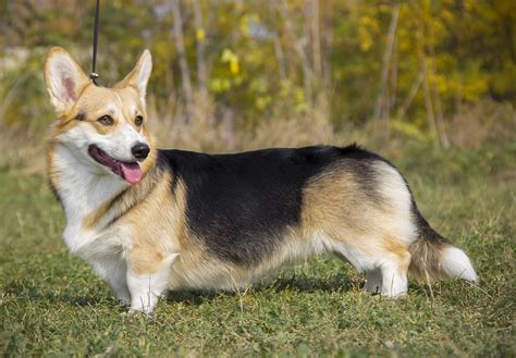 Pembroke Welsh Corgi | Blog | PlexiDor Dog Doors