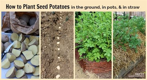 How to Plant Seed Potatoes in the Ground, in Pots, & in Straw