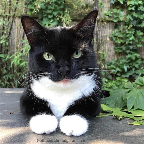 Tuxedo Cat With Mustache