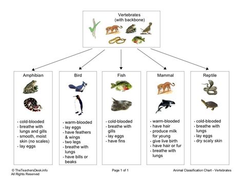 5 Categories Of Vertebrates